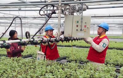 東臺供電:&ldquo;春檢&rdquo;服務(wù)工廠化育苗用電