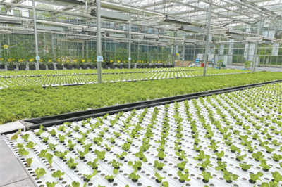 持續(xù)做強(qiáng)農(nóng)業(yè)&ldquo;芯片&rdquo; 2022年武漢種博會(huì)在黃陂開幕