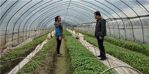 開展包村聯(lián)戶 助力農(nóng)民增收--績溪縣開展春季農(nóng)業(yè)科技服務(wù)活動