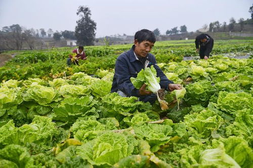重慶農科院 2023年科技成果發布會 見證農業科技 重慶制造 發展成就