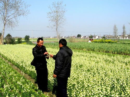 海安這六個(gè)村牛了 它們將示范全省 有你的老家嗎