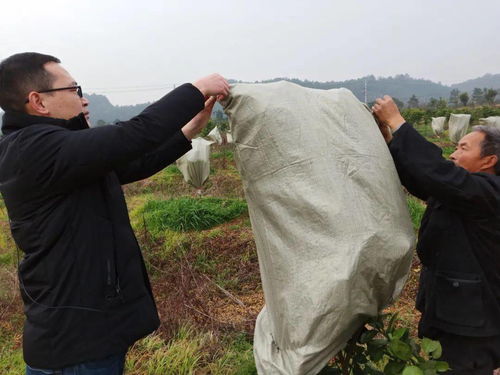 衢州寒潮這場雪,你見了嗎