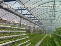 【供應圣騎士F1蘆筍種子價格】圣騎士F1蘆筍種子,價格,廠家,供應商,其他農業,曹縣華東蘆筍科技服務 - 產品庫 - 阿土伯交易網