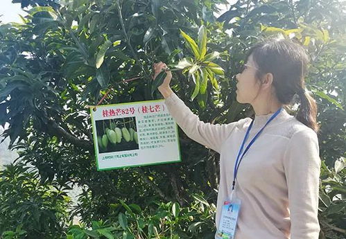 深耕芒果研究,百色學(xué)院這兩項(xiàng)數(shù)據(jù)躋身國內(nèi)行業(yè)領(lǐng)域前列
