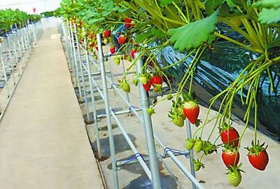 中日荷三國&ldquo;植物工廠&rdquo;的最新發展案例一覽