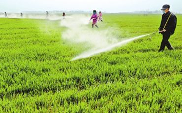 疫情肆虐之際,他們走向麥田